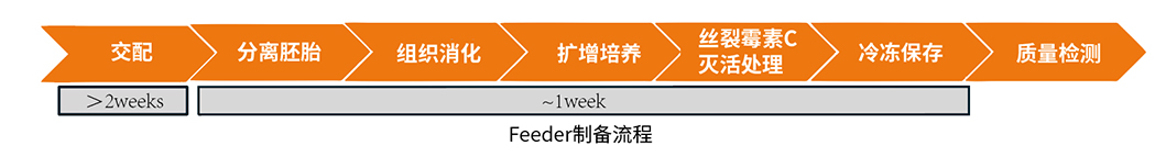 Feeder细胞制备流程