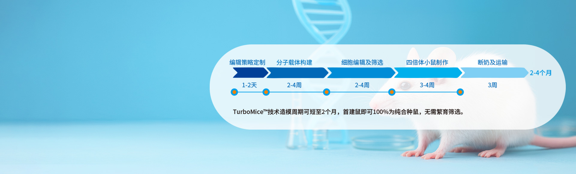 基因编辑小鼠定制
