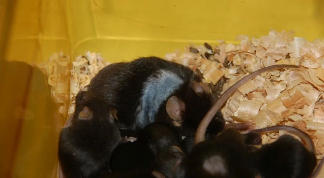 小鼠怀孕了怎么办？妊娠期和哺乳期护理全攻略