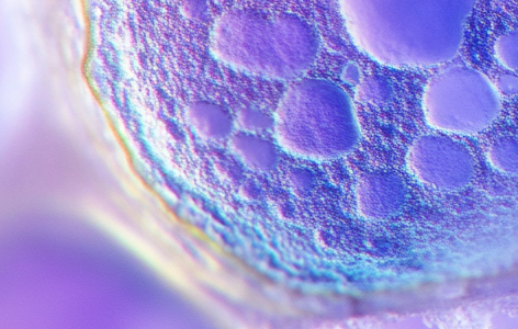 Highly cooperative chimeric super-SOX: Inducing naivepluripotency beyond species boundaries