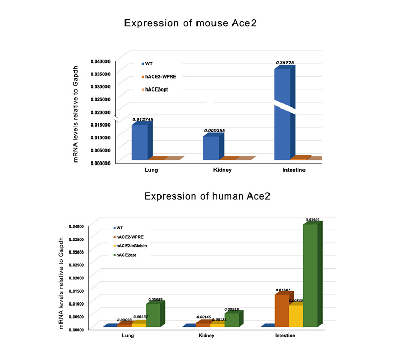 With the ability to simultaneously edit multiple genes, TurboMice™ eliminates traditional bottlenecks like breeding and screening, dramatically reducing model development time. This revolutionary approach enables accelerated research and opens the door to more advanced and reliable scientific discoveries.