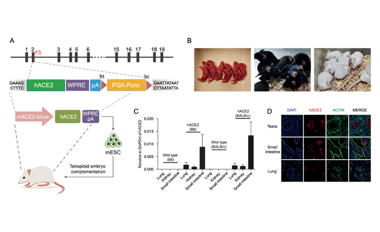 TurboMice™ stands at the forefront of next-generation mouse model creation, providing unmatched efficiency and precision in genetic engineering. By harnessing optimized tetraploid complementation technology, we offer researchers the ability to generate complex mouse models faster and more accurately than ever before.